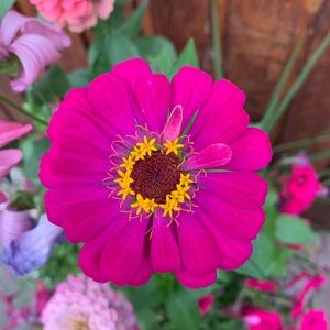 Meet your Posher, Sally